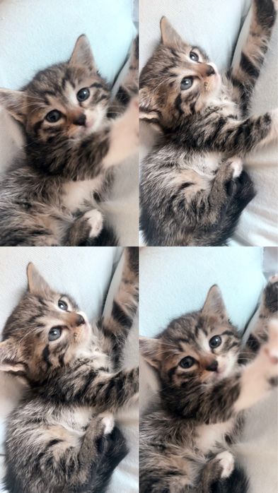 Подарявам котенца на 2 месеца