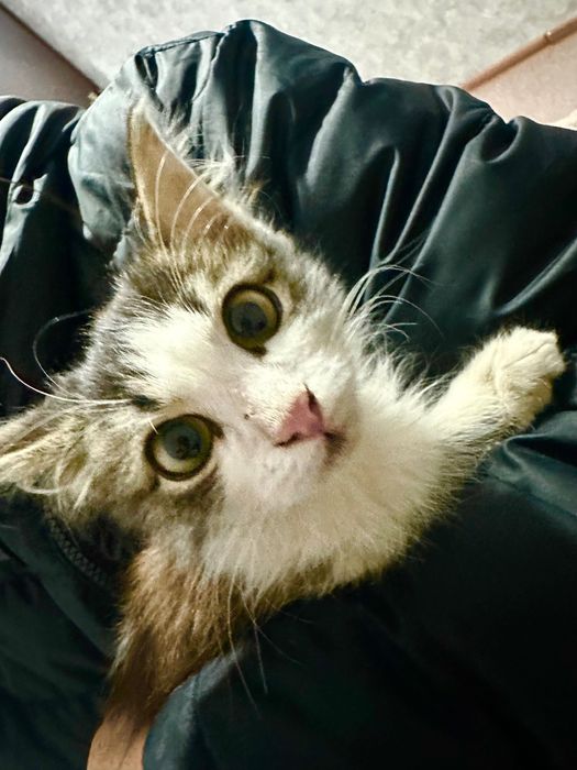 Отдам котенка девочка