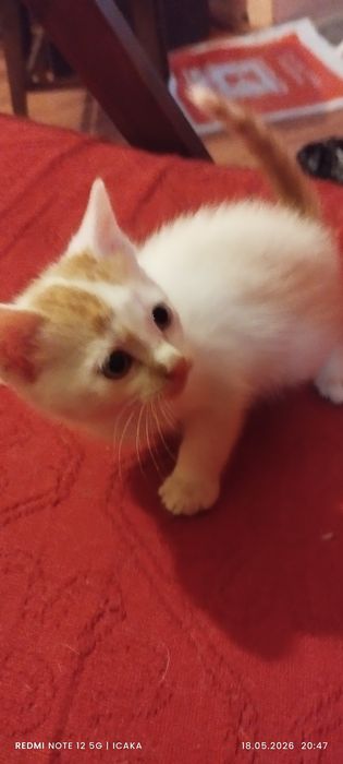 Малки котенца подарявам