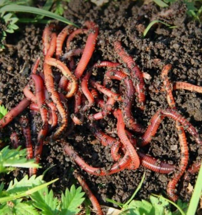 Биогомус табий угит