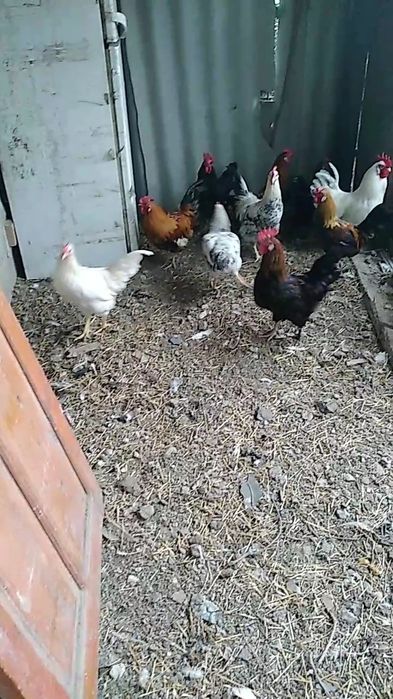 Невзрослые,ёщё молодые петущки