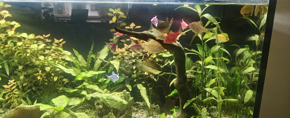 Pești exotici de apa dulce