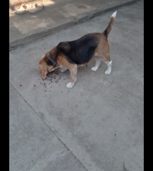 Dau spre adopție