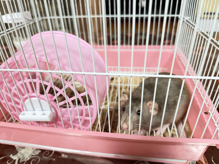 Продам декоративную крысу
