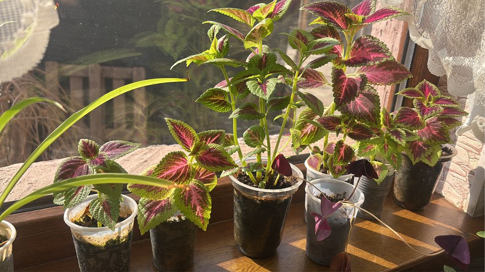 Цветы комнатные растения