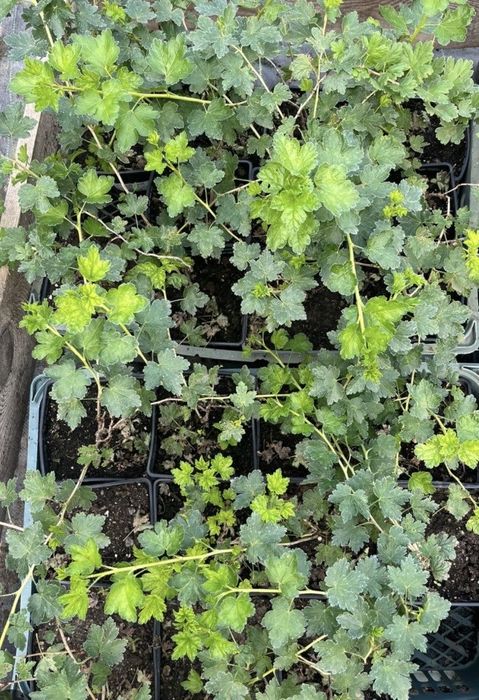 Продам рассаду, саженцы!