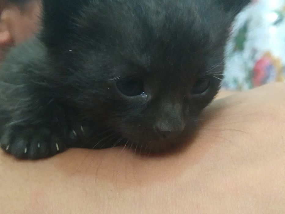 Hadyaga beriladi mushukchalar