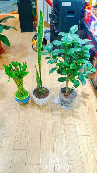 KAMELYA gulimiz aksiyada 79.000