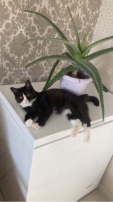 Отдам кошечку Хильду