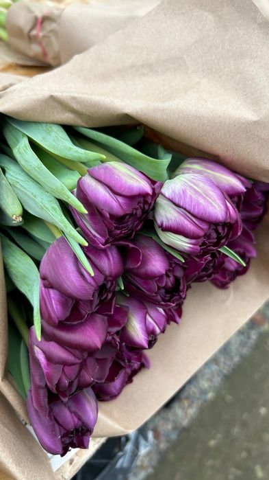 Тюльпаны Премиум класса