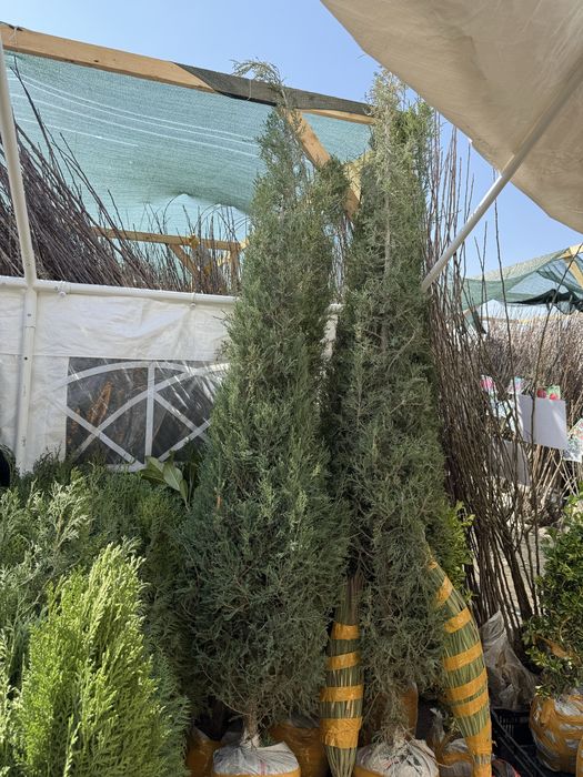 Договоримся гул и агаш