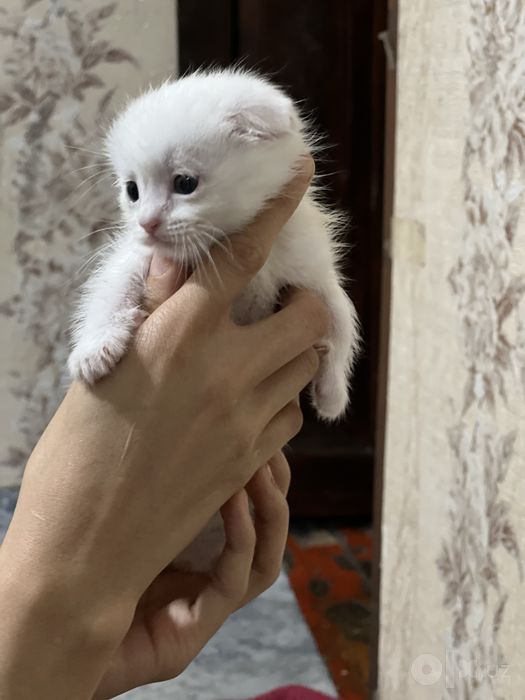 Mushu sotiladi qiziqanla telegramdan yozamiz
