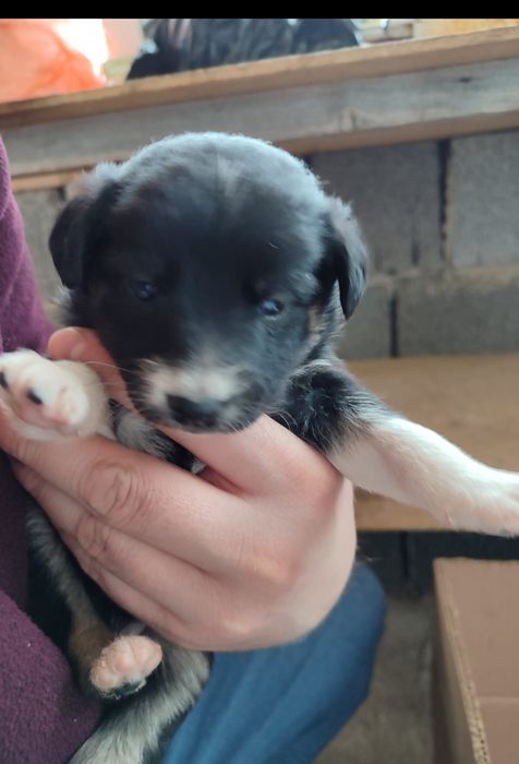 Отдам щенка в добрые руки