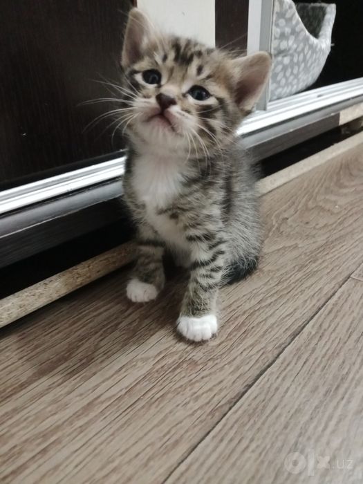 Пристраиваются котята