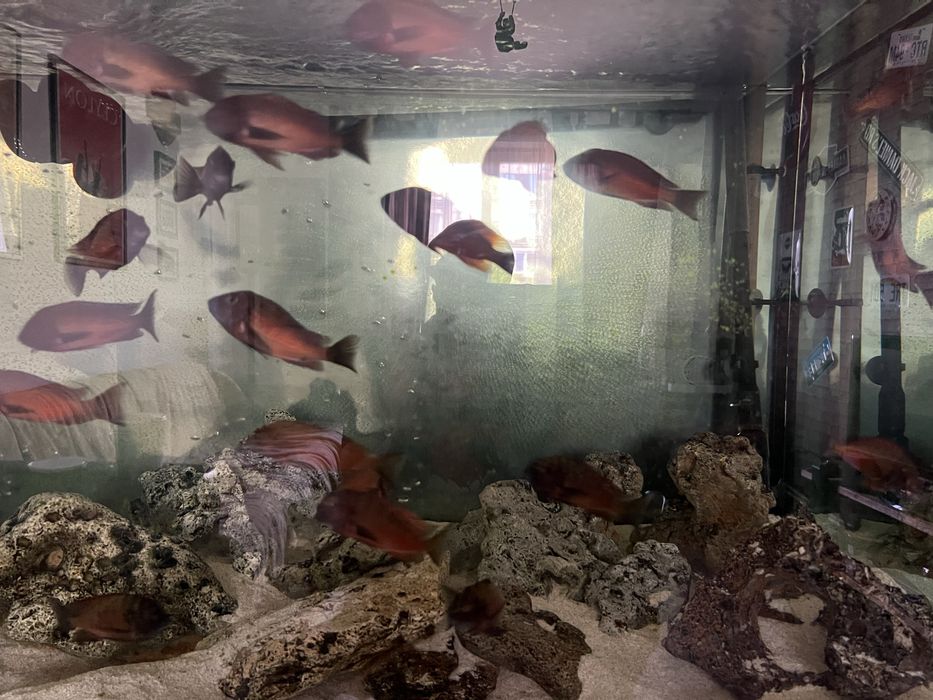 Ciclide Africane Tropheus Kalambwe Red