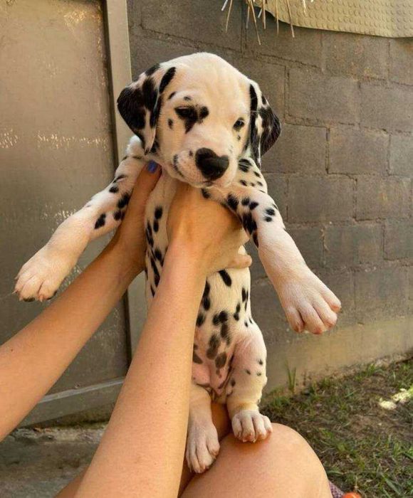 Щенки долматинцы