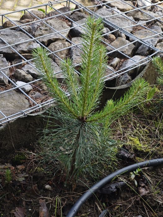 Бял бор за озеленяване