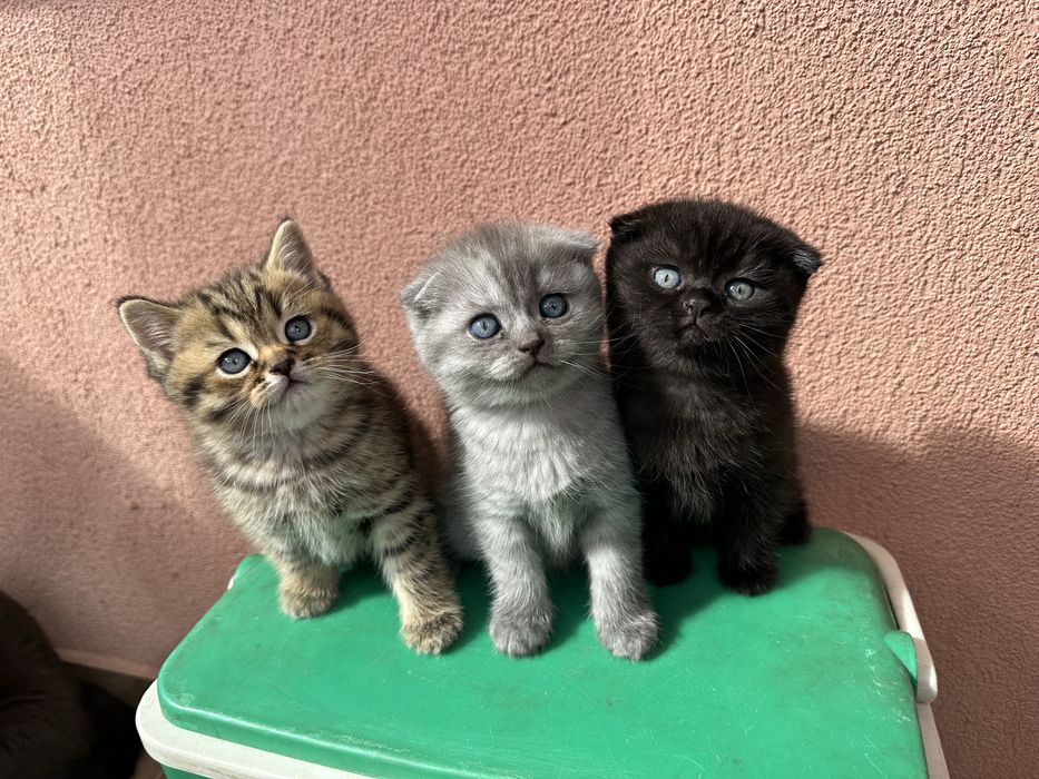 Шотландски клепоухи и британски късокосмести котки