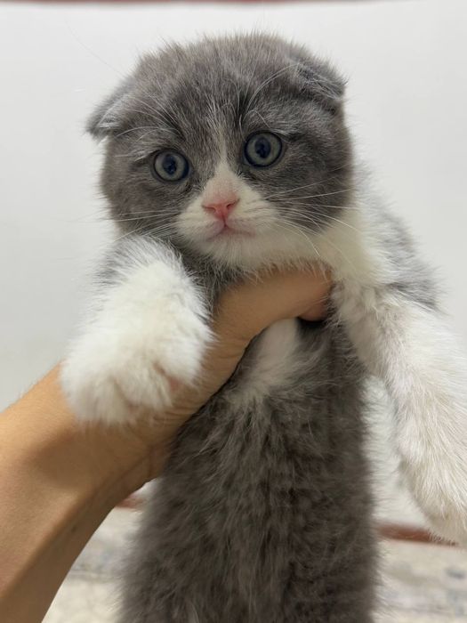 Kauchuk qin porno video