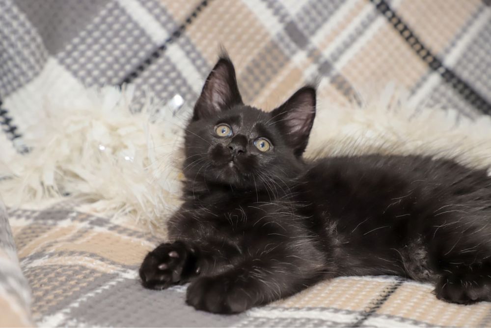 Котик породы мейн кун классик