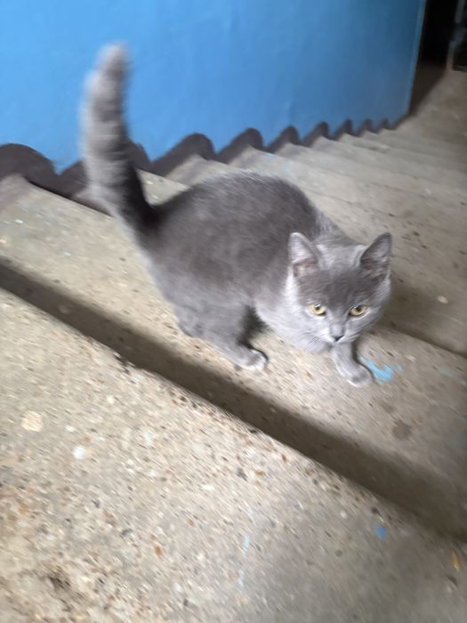 Отдам котенка в хорошие руки