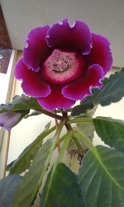 Продаются детки глоксиний тедеи