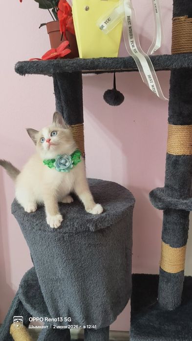 Котёнок породистый