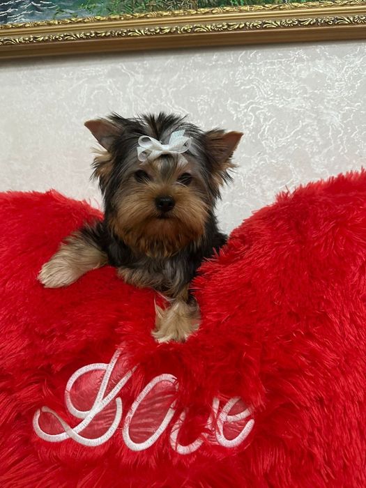 Йоркширский терьер мальчик