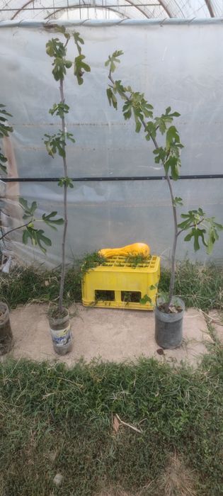 Smochin smochini galben verde diverse mărimi preț de la 15 lei