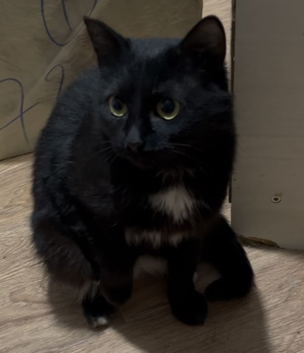 Ласковая девочка   ищет семью