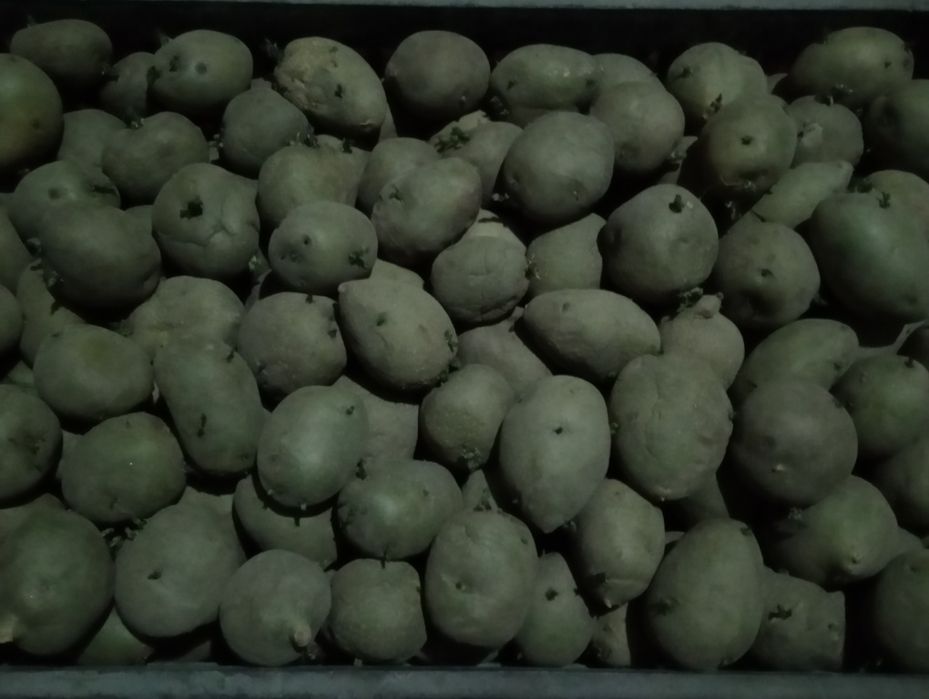 Семенная картошка