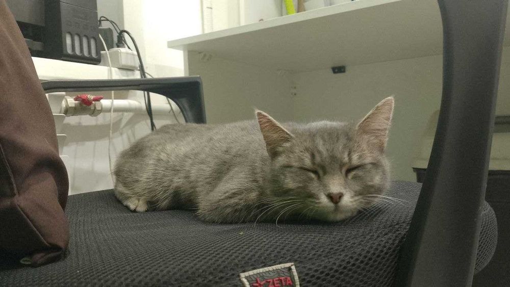 Возможно потерялась кошка. Район Самала.