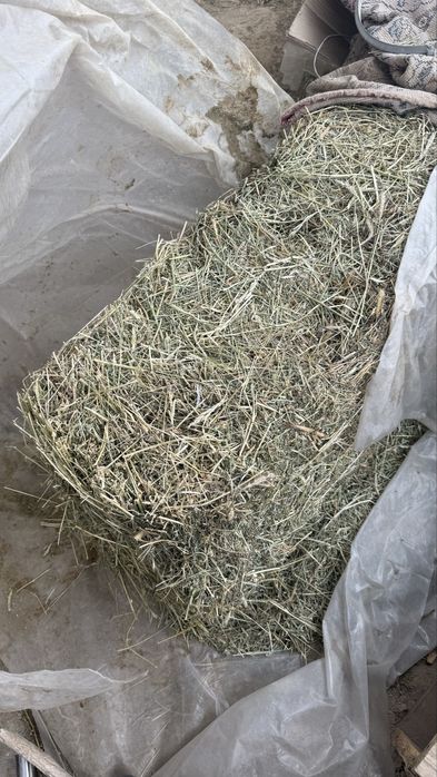 Жоңышқа сатылады