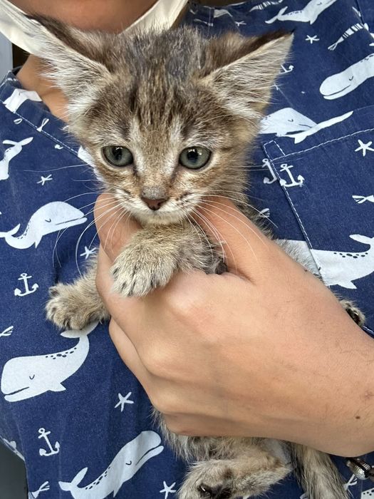 Котенок мальчик в добрые руки
