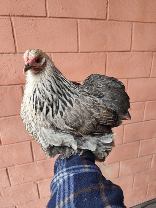 Кохинхин карликовый курапатчатая