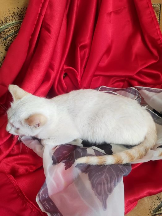 Котенок мальчик 4,5 месяца