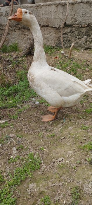 Gʻoz sotiladi erkak