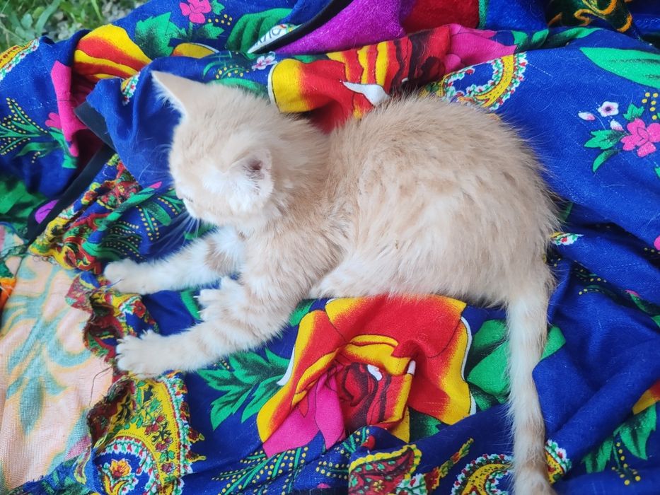 Подарите шанс котенку