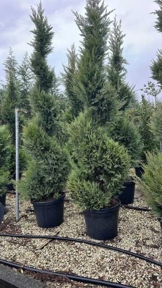 Tuia Leylandii -Perfecta pentru curtea ta .