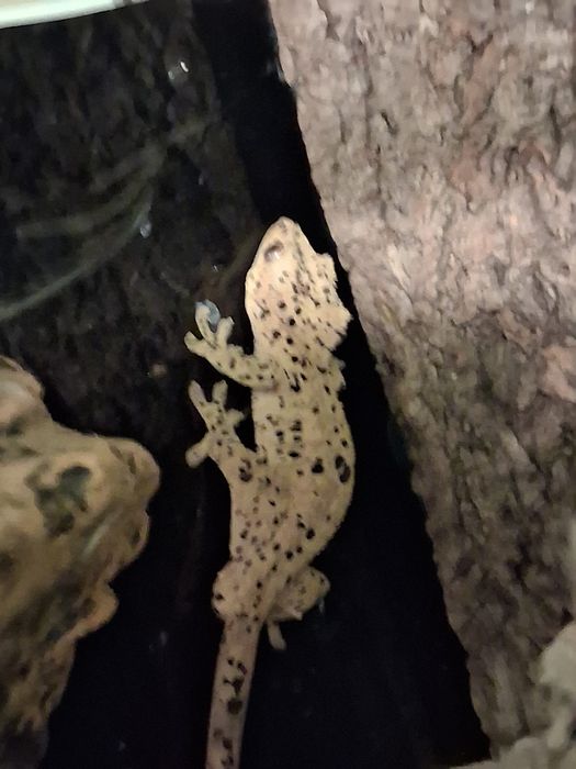 Super Dalmatian Crested Gecko, VALABIL!