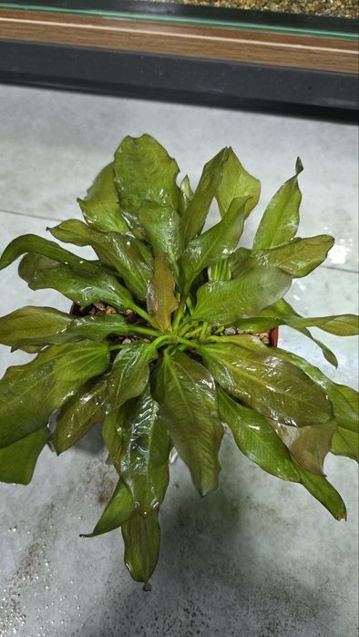 Exinadorus akvarium suv oʻti