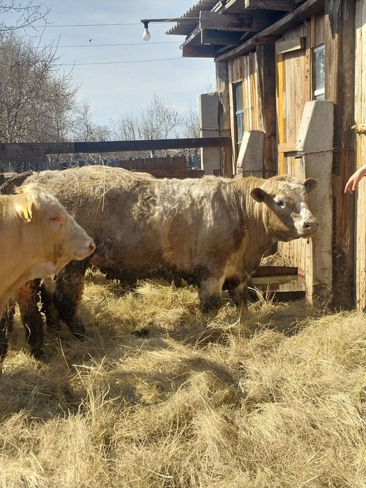 Быки с откорма помесь Москолевские