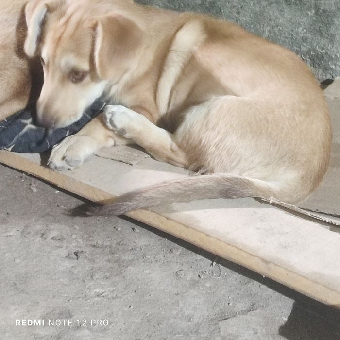 В добрые руки,щенок девочка