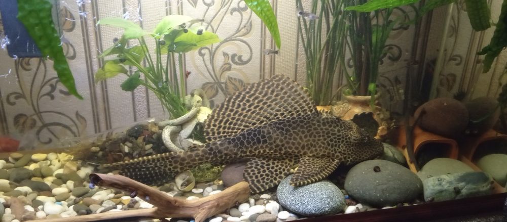 Рыба Сом Парчовый птеригоплихт