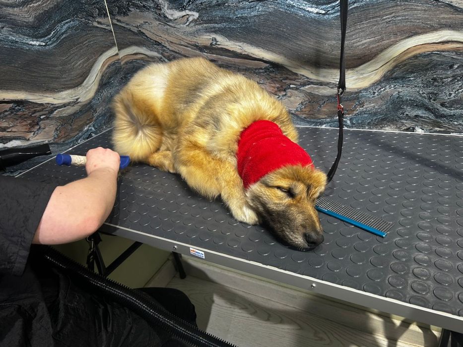 Отдам щенка 4 месяца