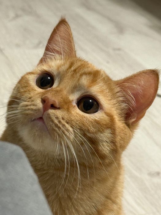 Шотландский котик Лео