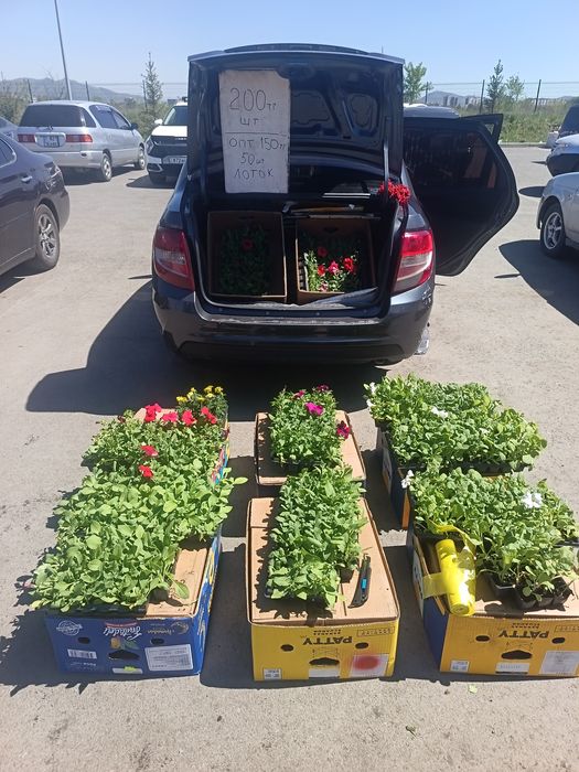 Цветы петуния на продаже