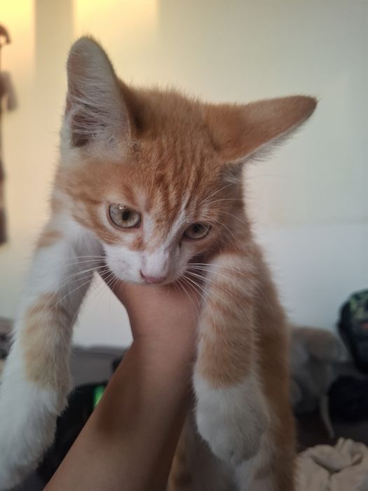 Отдам котенка рыжего мальчик
