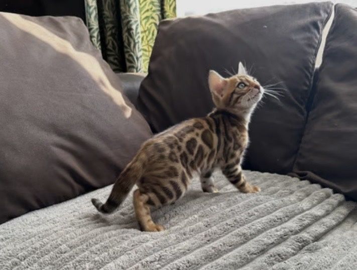 Бенгалски котенца