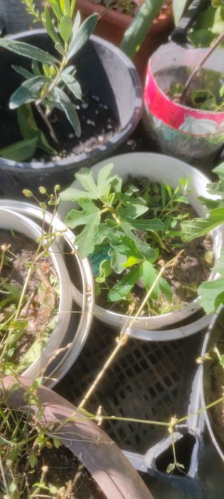 Smochin smochini galben verde sau mov in ghivece